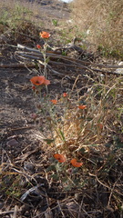 Sphaeralcea miniata