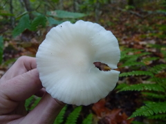 Cuphophyllus borealis