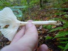 Cuphophyllus borealis