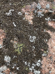 Montanelia sorediata