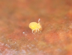 Sminthurinus aureus