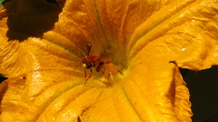 Xenoglossa fulva