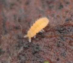 Monobella grassei