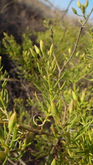 Senecio subulatus erectus