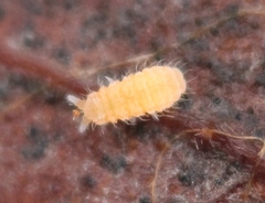 Monobella grassei