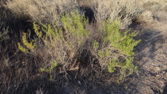 Senecio subulatus erectus