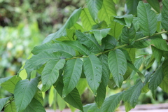 Lagerstroemia calyculata