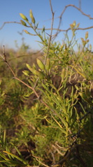 Senecio subulatus erectus