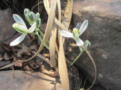 Albuca nelsonii