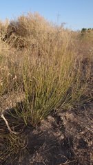 Baccharis spartioides