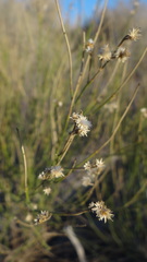 Baccharis spartioides