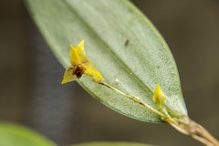 Lepanthes tachirensis