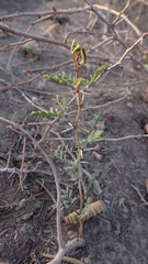 Prosopis strombulifera