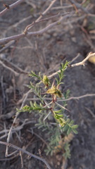 Prosopis strombulifera