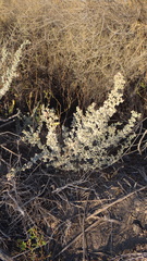 Atriplex undulata