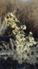Atriplex undulata
