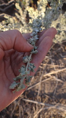 Atriplex undulata