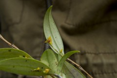 Lepanthes tachirensis