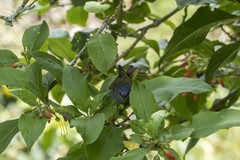 Conirostrum albifrons