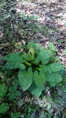 Arum cylindraceum