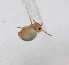 Sminthurides aquaticus