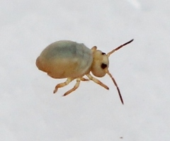Sminthurides aquaticus