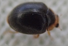 Scymnus auritus