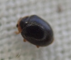 Scymnus auritus