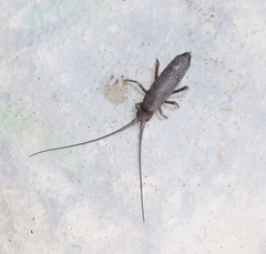 Pogonognathellus longicornis