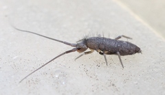 Pogonognathellus longicornis