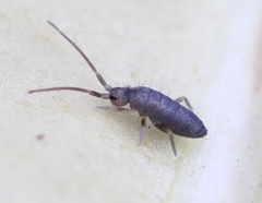 Tomocerus minor