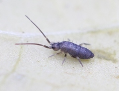 Tomocerus minor