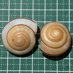 Satsuma