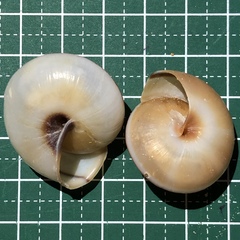 Satsuma