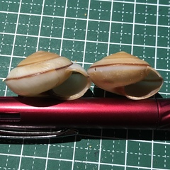 Satsuma