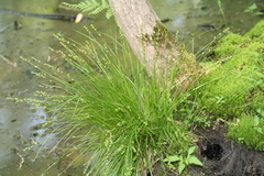 Carex seorsa