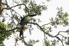 Andigena nigrirostris