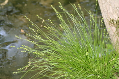 Carex seorsa