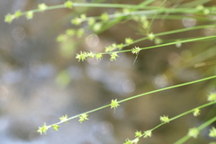 Carex seorsa