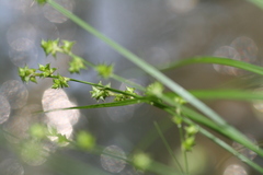 Carex seorsa
