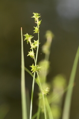 Carex seorsa