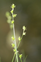 Carex seorsa