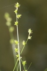 Carex seorsa