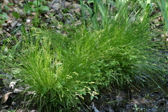 Carex seorsa