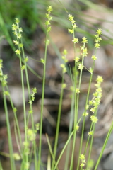 Carex seorsa