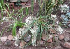 Albuca batteniana