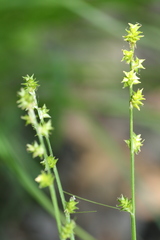 Carex seorsa