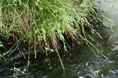 Carex seorsa