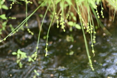 Carex seorsa