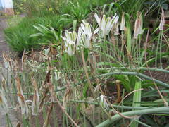 Albuca batteniana